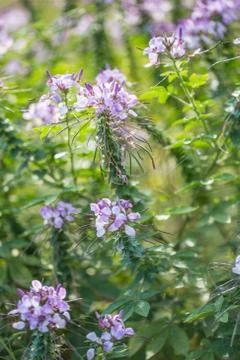 Floral background Stock Photos