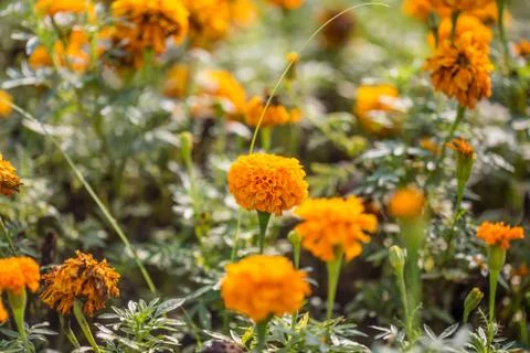 Floral background Stock Photos