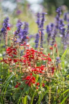 Floral background Stock Photos