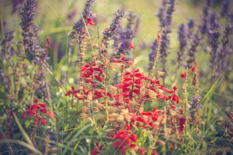 Floral background Stock Photos
