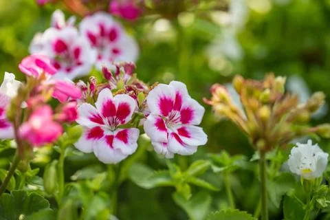 Floral background Stock Photos