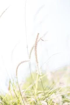 Floral background Stock Photos