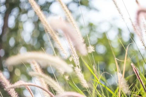 Floral background Stock Photos