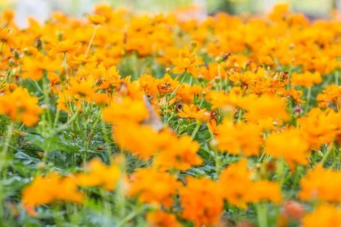 Floral background Stock Photos
