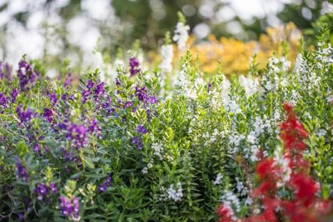 Floral background Stock Photos