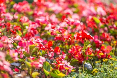Floral background Stock Photos