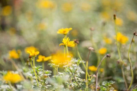 Floral background Stock Photos