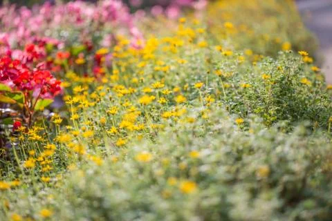 Floral background Stock Photos