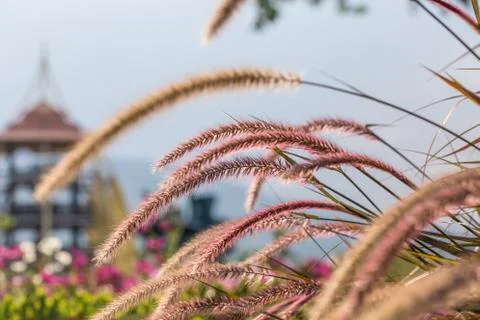 Floral background Stock Photos