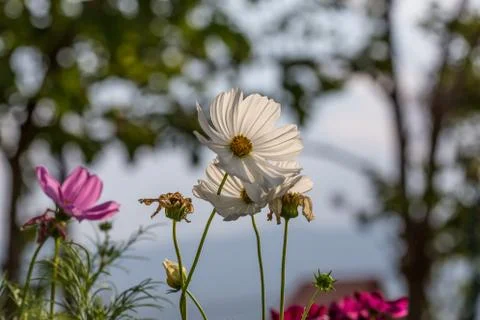 Floral background Stock Photos