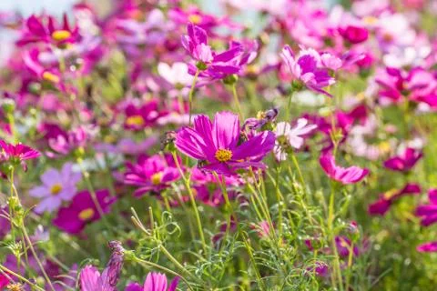 Floral background Stock Photos