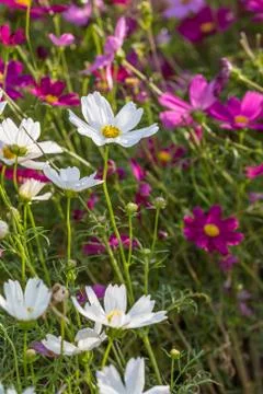 Floral background Stock Photos