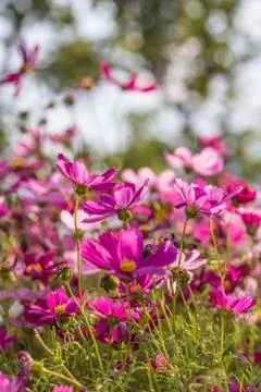 Floral background Foto stock