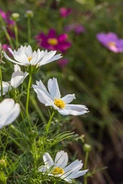 Floral background Stock Photos