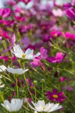 Floral background Stock Photos