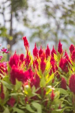 Floral background Stock Photos