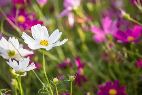 Floral background Stock Photos