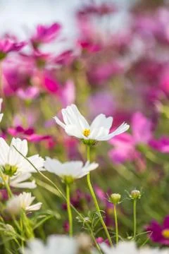 Floral background Stock Photos