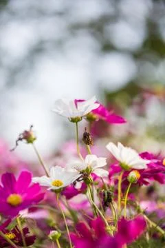 Floral background Foto stock