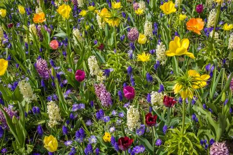 Floral background Stock Photos