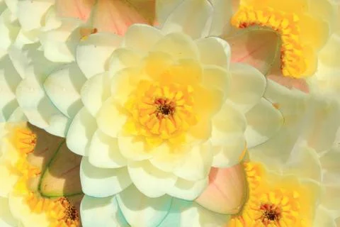 Floral background Stock Photos