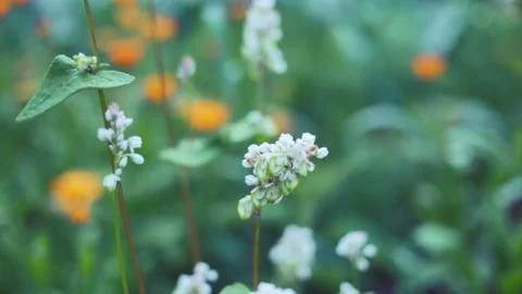 Floral background 库存照片