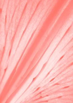 Floral background Stock Photos