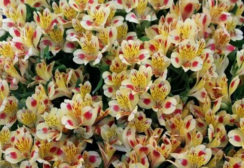 Floral Background. Stock Photos