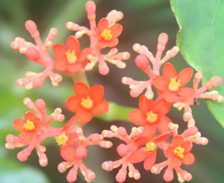 Floral background Stock Photos