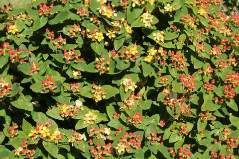 Floral Background. Foto stock