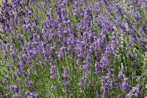 Floral Background. Stock Photos