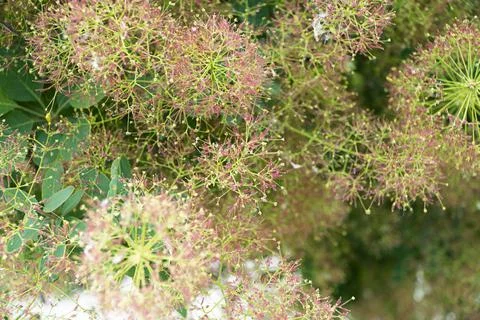 Floral background. Stock Photos