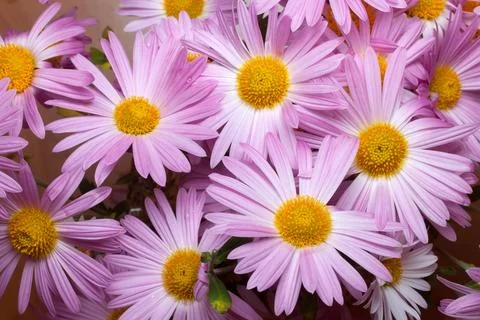 Floral background Stock Photos
