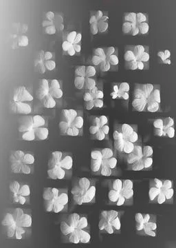 Floral background Stock Photos