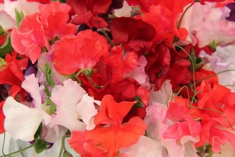 Floral Background. Stock Photos