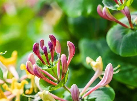 Floral background. Pink Honeysuckle buds and flowers in a sunny garden. Lonic Foto stock