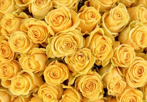 Floral background. roses background Stock Photos