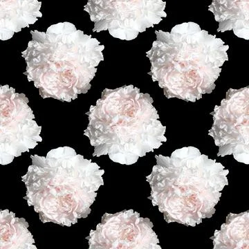 Floral background. Seamless pattern with peony Stock Photos