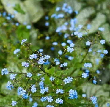 Floral background shot of a tiny blue flowers 写真素材