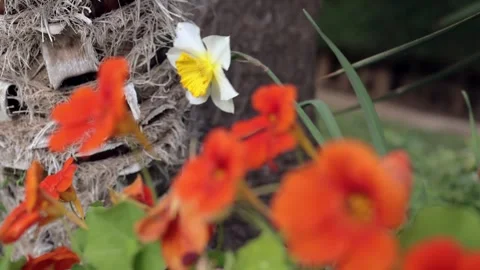Floral Background with Soft Wind Movement Stock Footage 331925883