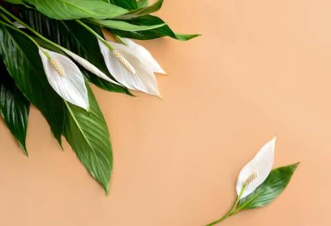 Floral background with a space for a text Stock Photos