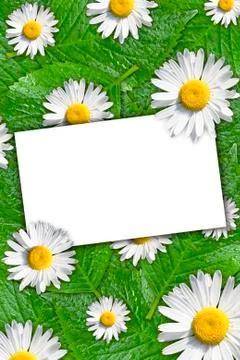 Floral background with white blank card Stock Photos