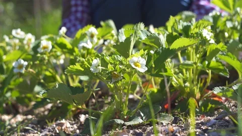 Floral background, work on the garden plot with plants, women's hands Stock Footage 90397665