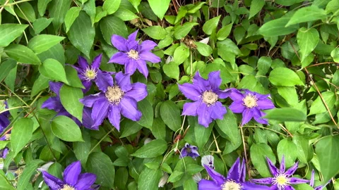 Floral Beauty Stock Footage 242701908