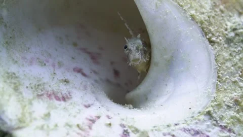 Floral blenny in a shell Stock Footage 256574618