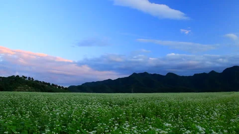 Floral Buckwheat Fields and the Evening Moon 스톡 동영상 330357441