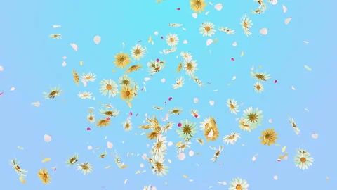 Floral Burst Explosion on Alpha Stock Footage 308637375