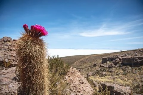 Floral cactus on rock formation Stock Photos