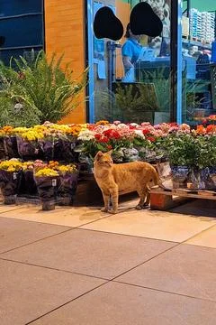 Floral cat Stock Photos