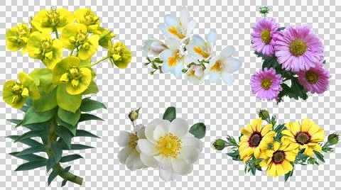 Floral clip art elements featuring various flower species Stock Illustration
